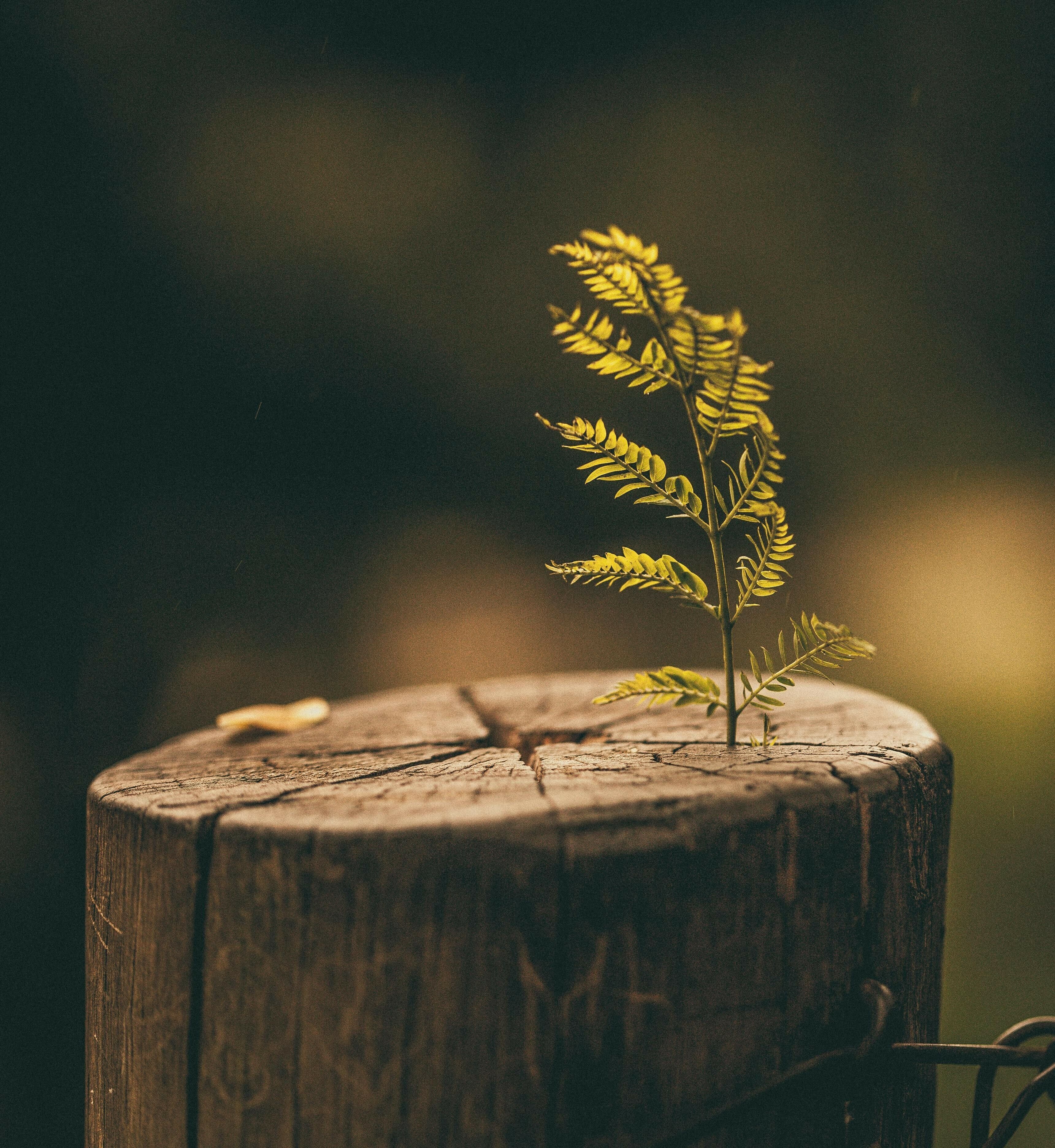 The Surprise of Surrender