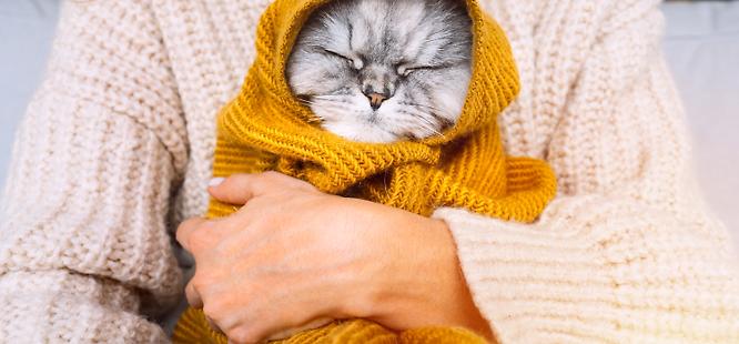 Winter mental health cat