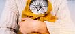 Winter mental health cat