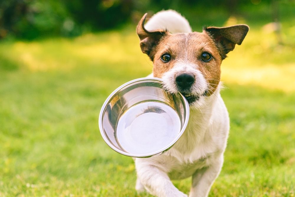 2021 Pet Food Trends