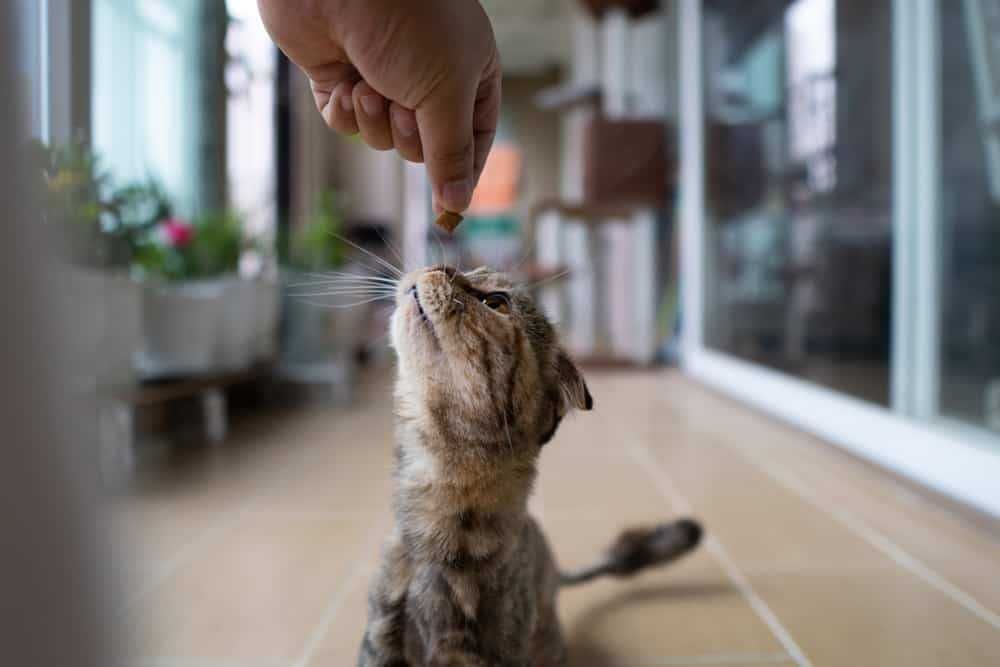 Cat Kitten Treats