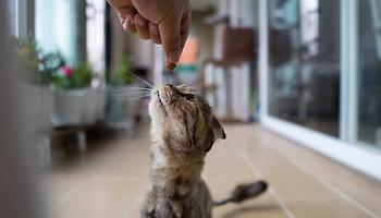 Cat Kitten Treats
