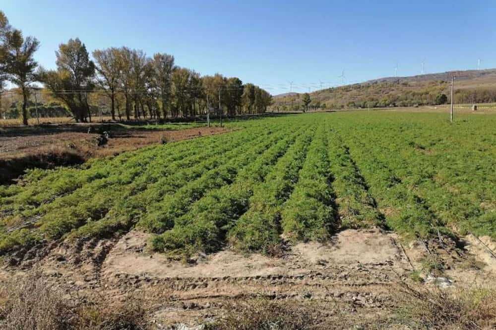 Fall Crop Report Nov2020