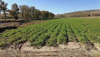 Fall Crop Report Nov2020