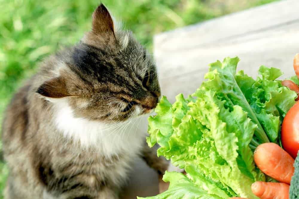 Healthy Cat Food