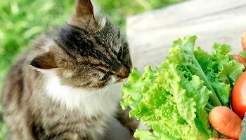 Healthy Cat Food