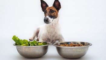 Plant Based Products R