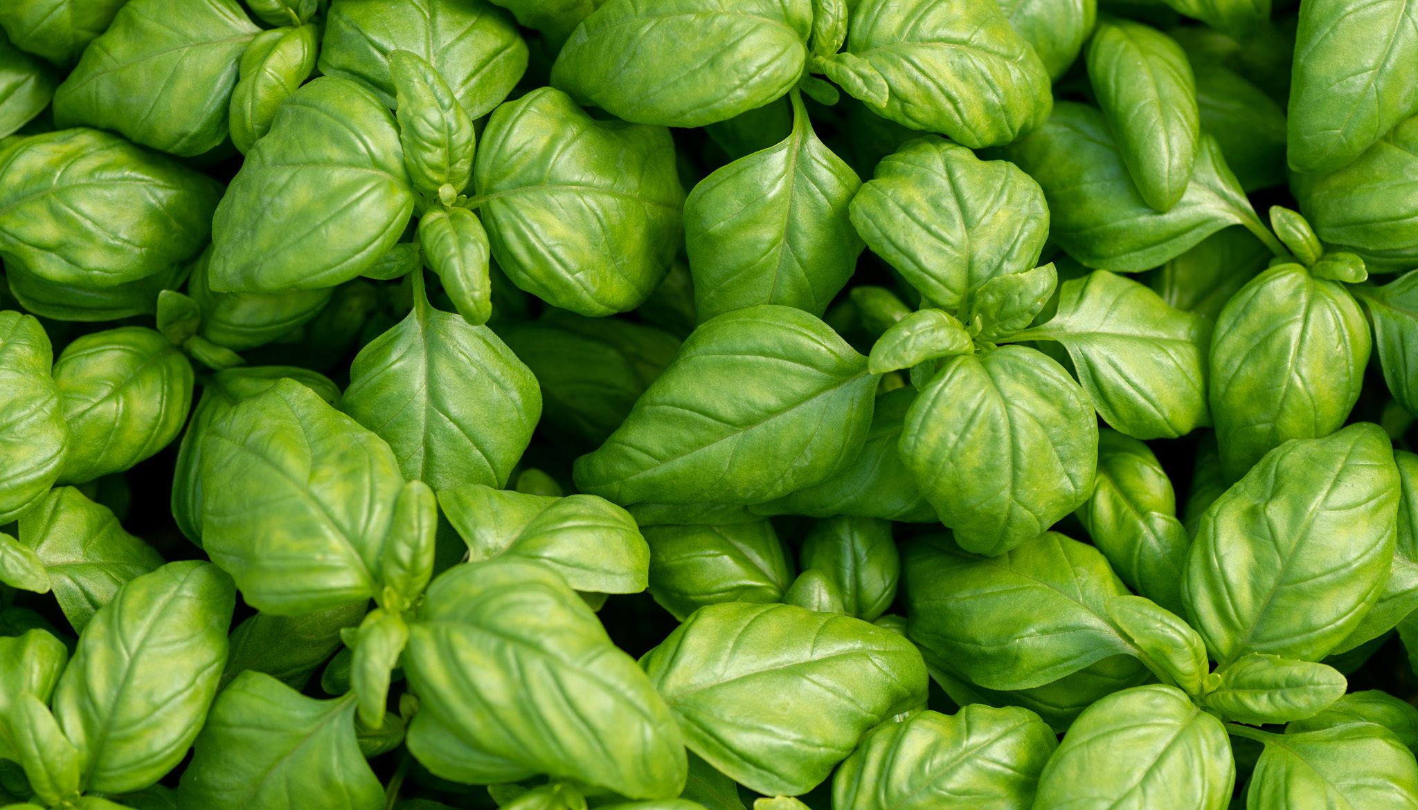 Basil Nutrition