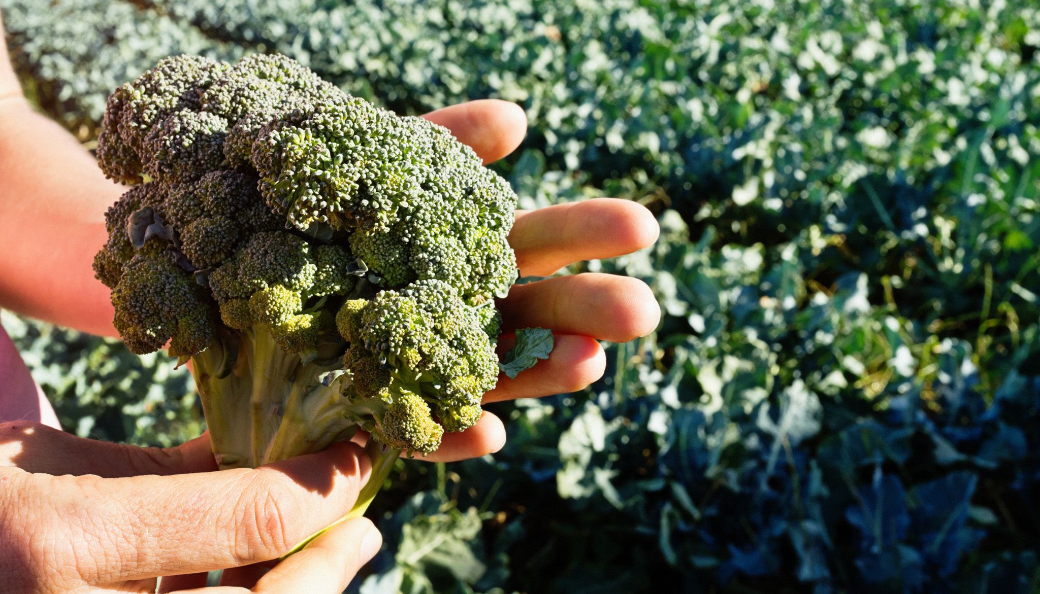 Broccoli Superfood