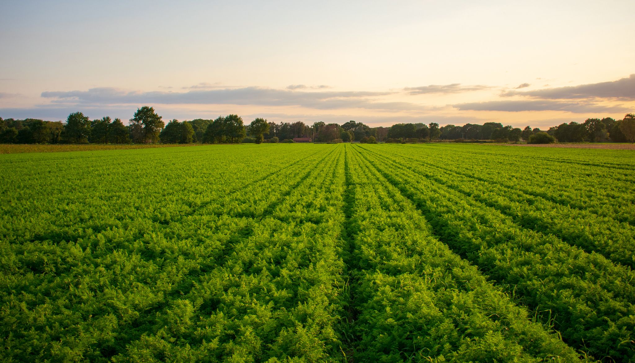 Fall Crop Report 2022