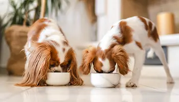 Functional Pet Food