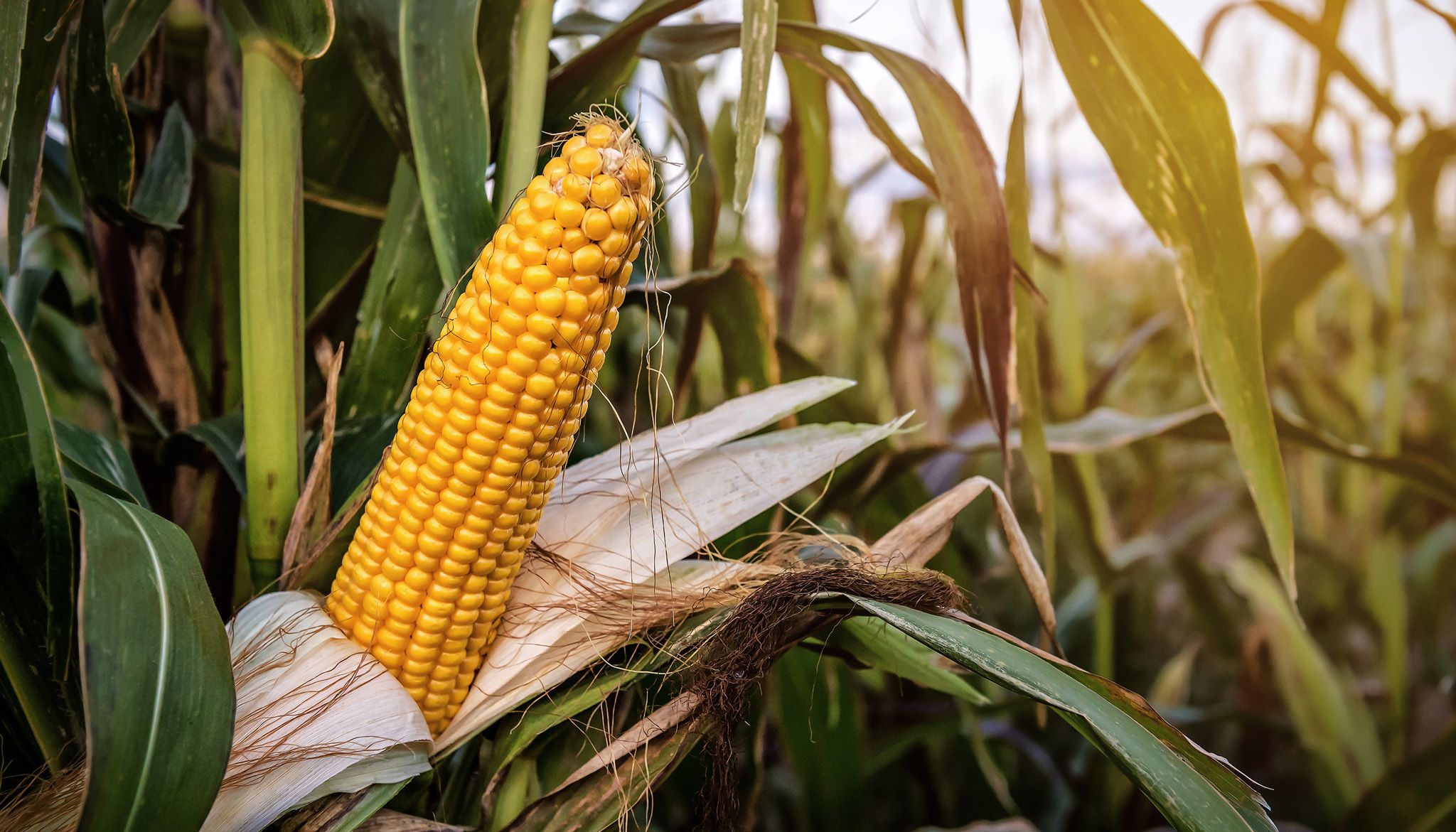 Health Benefits Corn