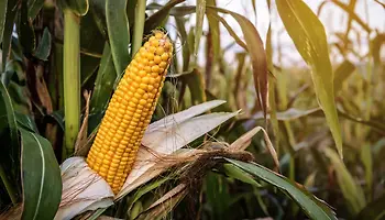 Health Benefits Corn