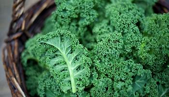 Kale Powder Benefits