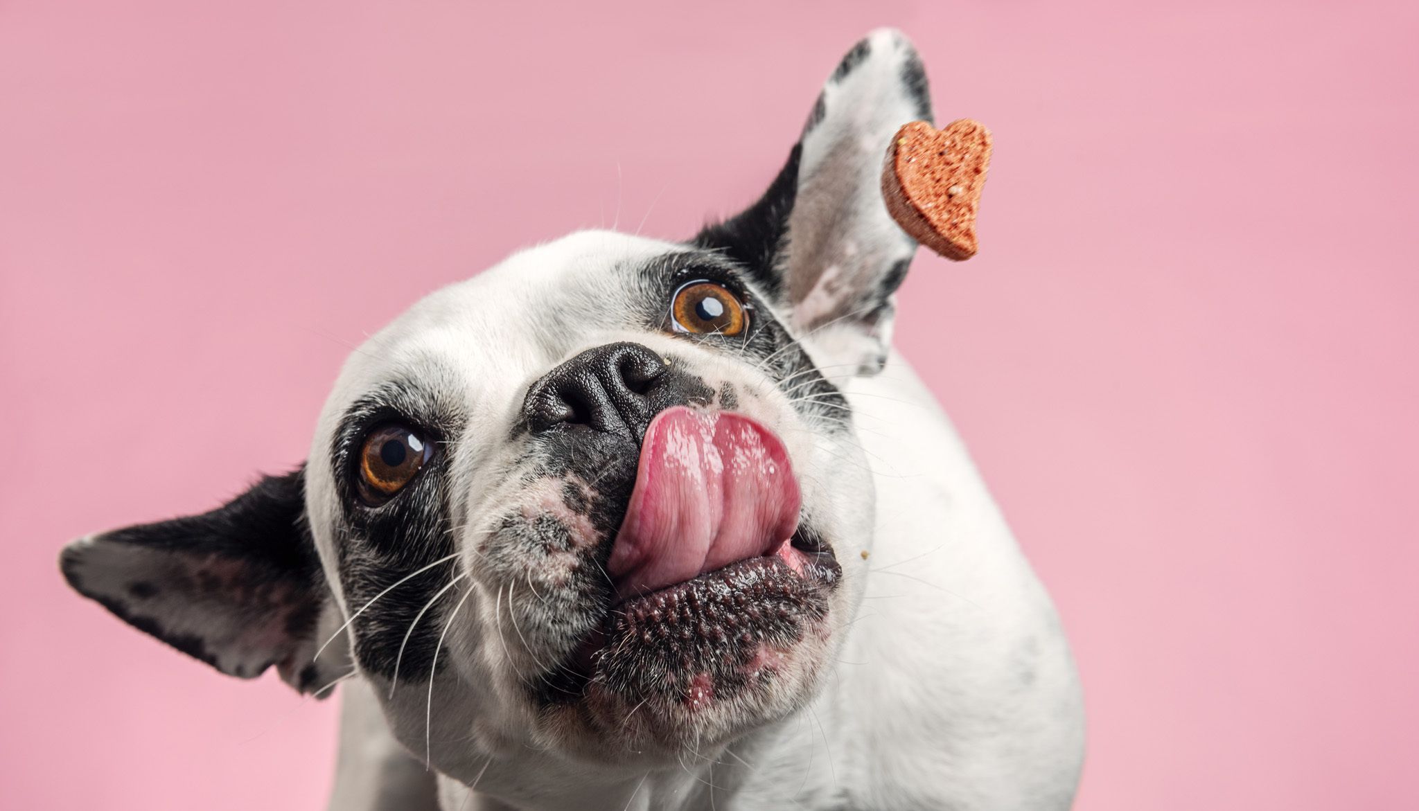 Pet Food Natural Coloring