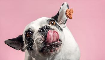 Pet Food Natural Coloring