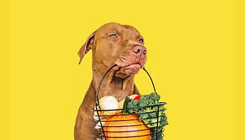 Pet Food Trends 2023 2