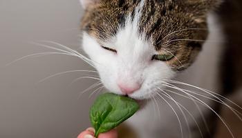 Pet Food Trends 2024