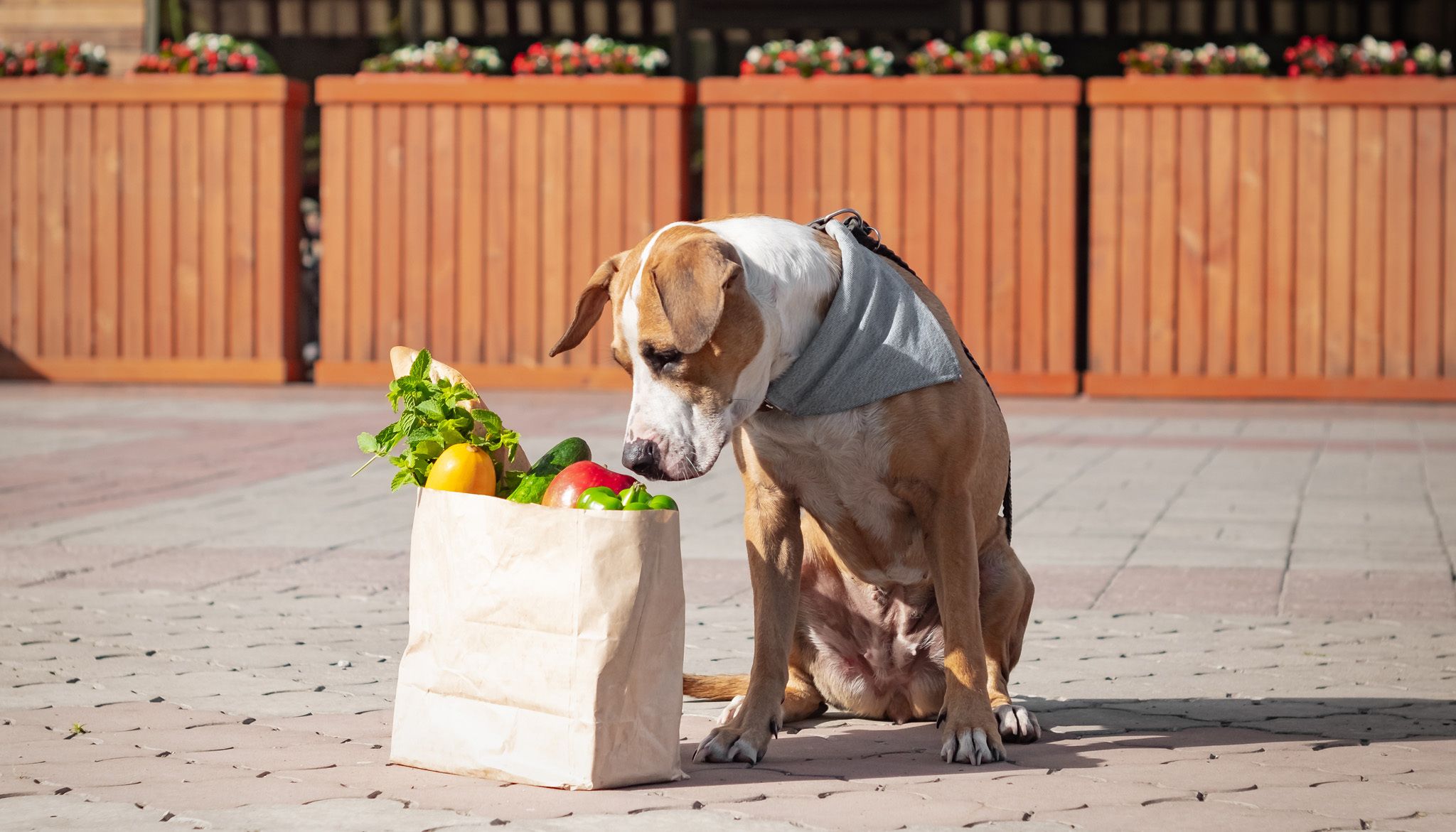 Pet Food Trends 2025