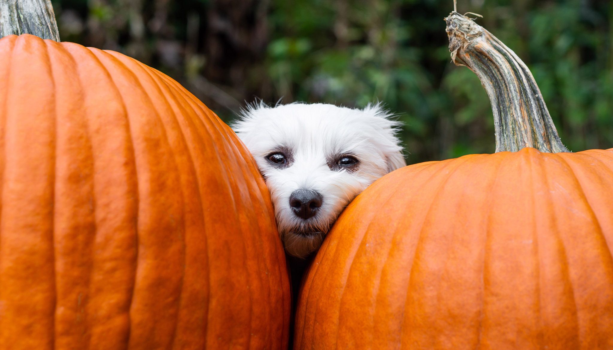 Pet Food Trends 2026