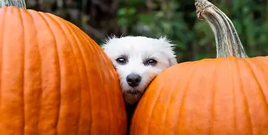 Pet Food Trends 2026