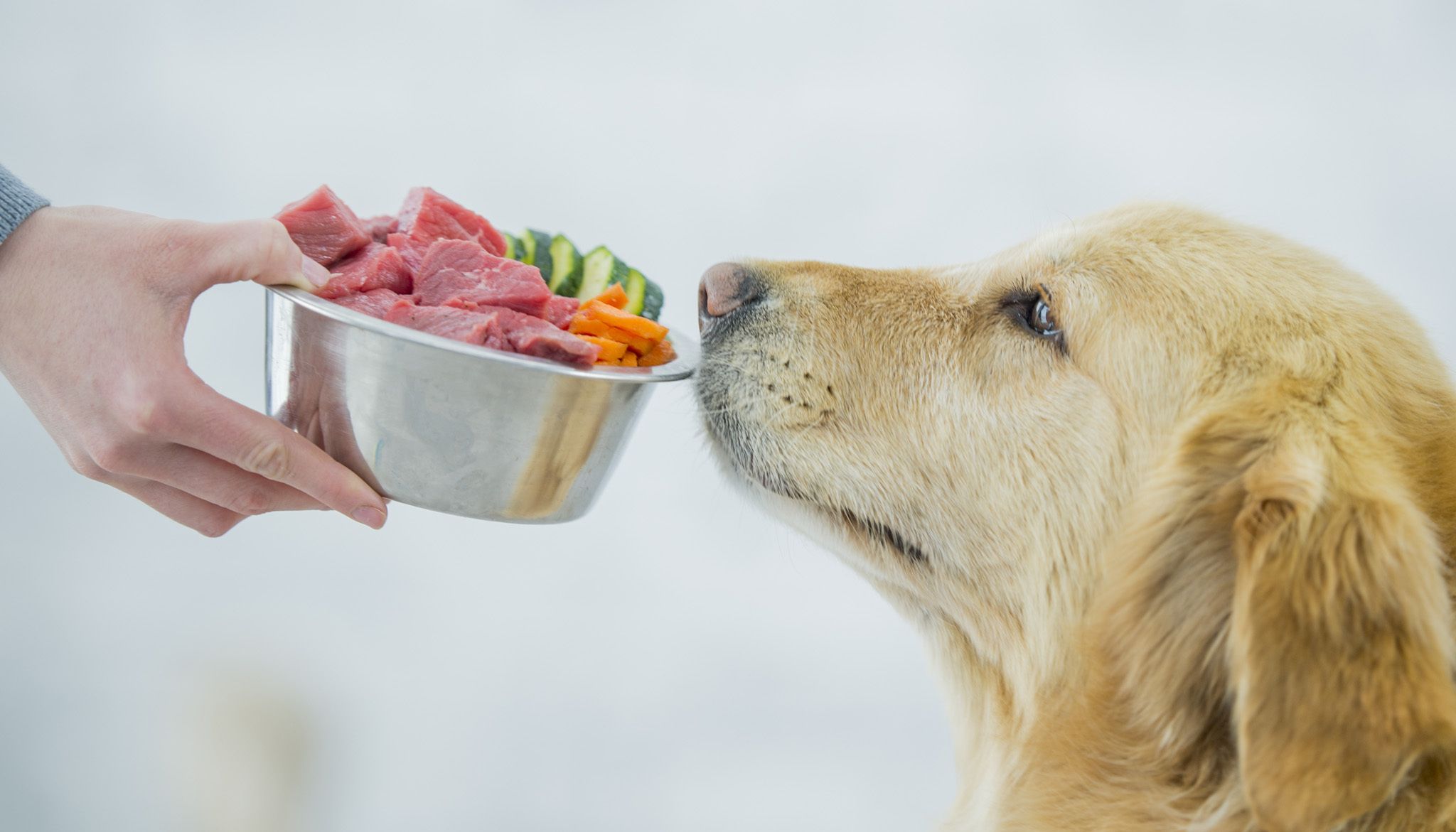 Pet Food Trends for 2022
