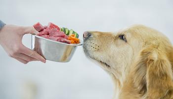 Pet Food Trends for 2022