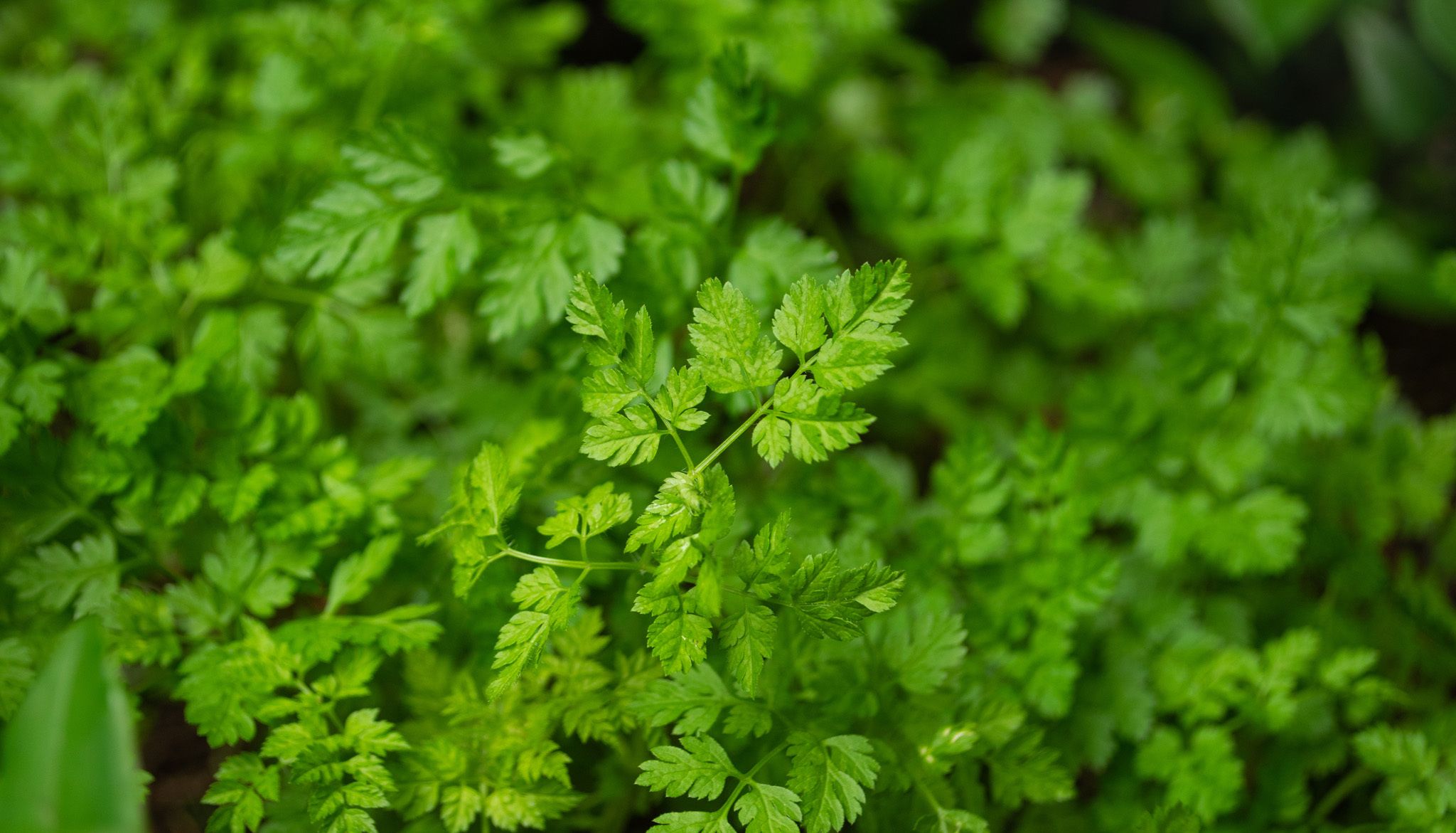 Seasoning with Chervil