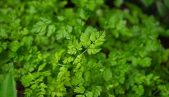 Seasoning with Chervil