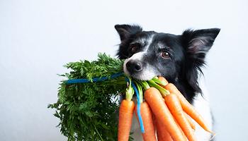What Vegetables Are Good for Dogs