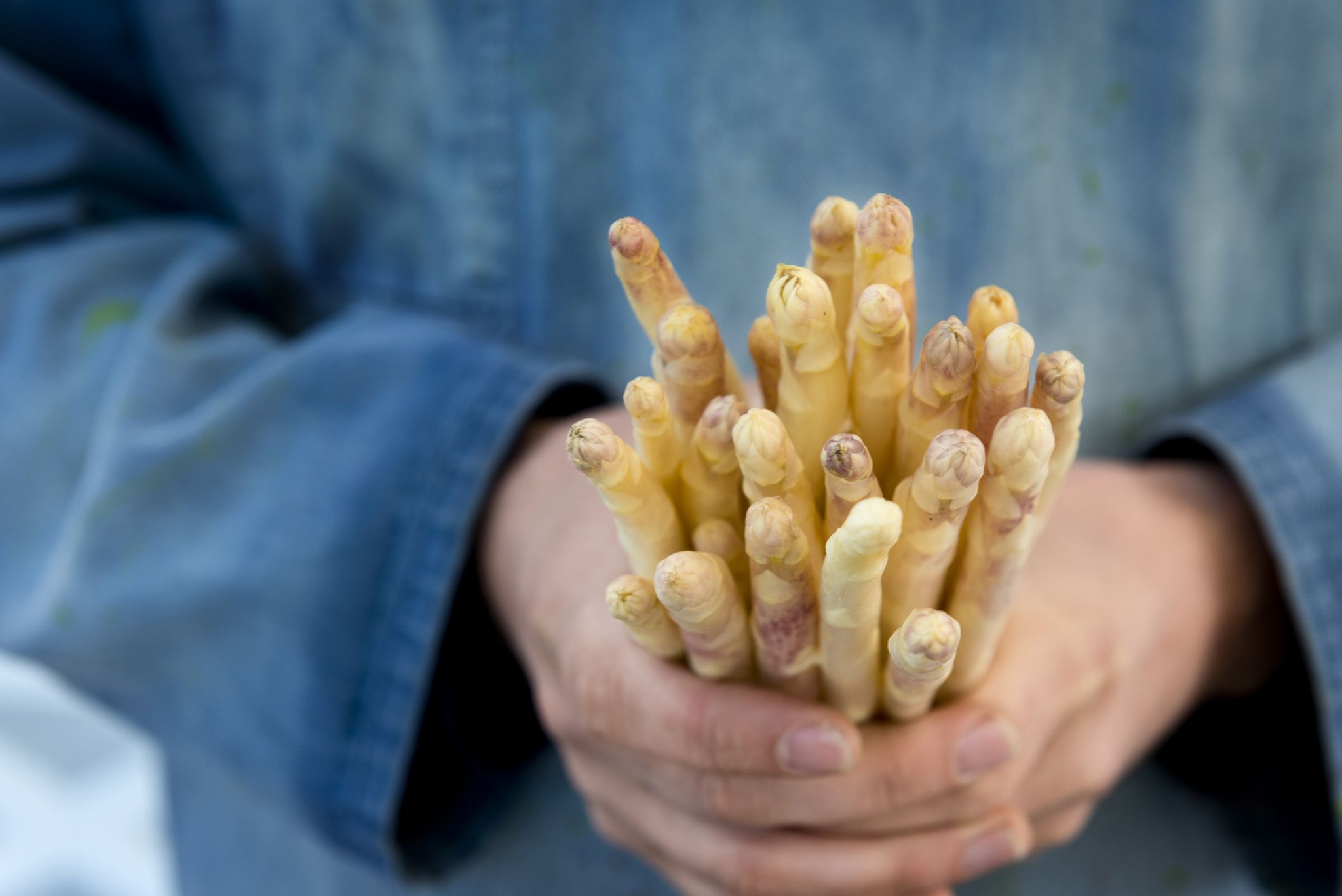 Asparagus White Hero