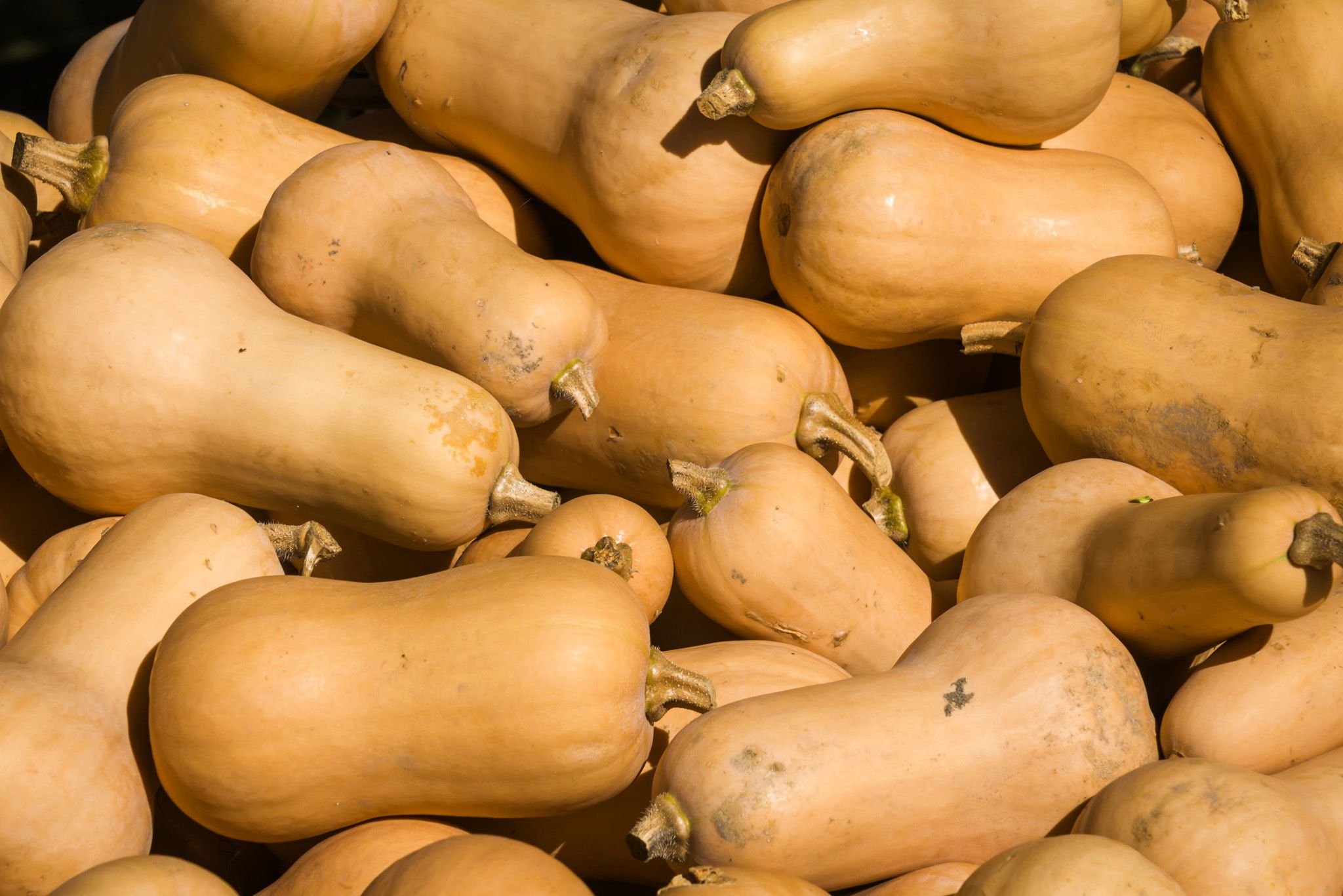 Butternut Squash Hero