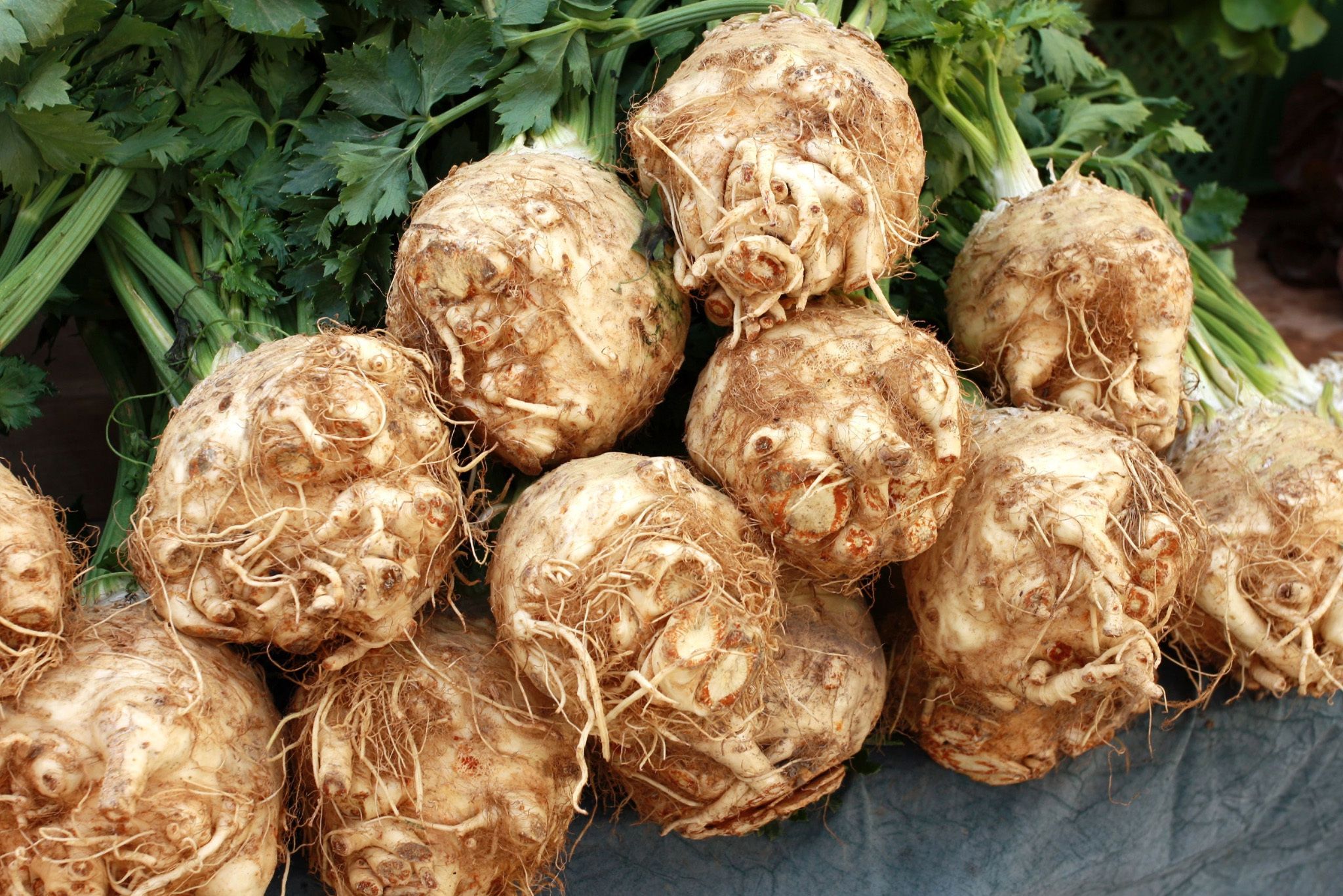 Celery Root Hero