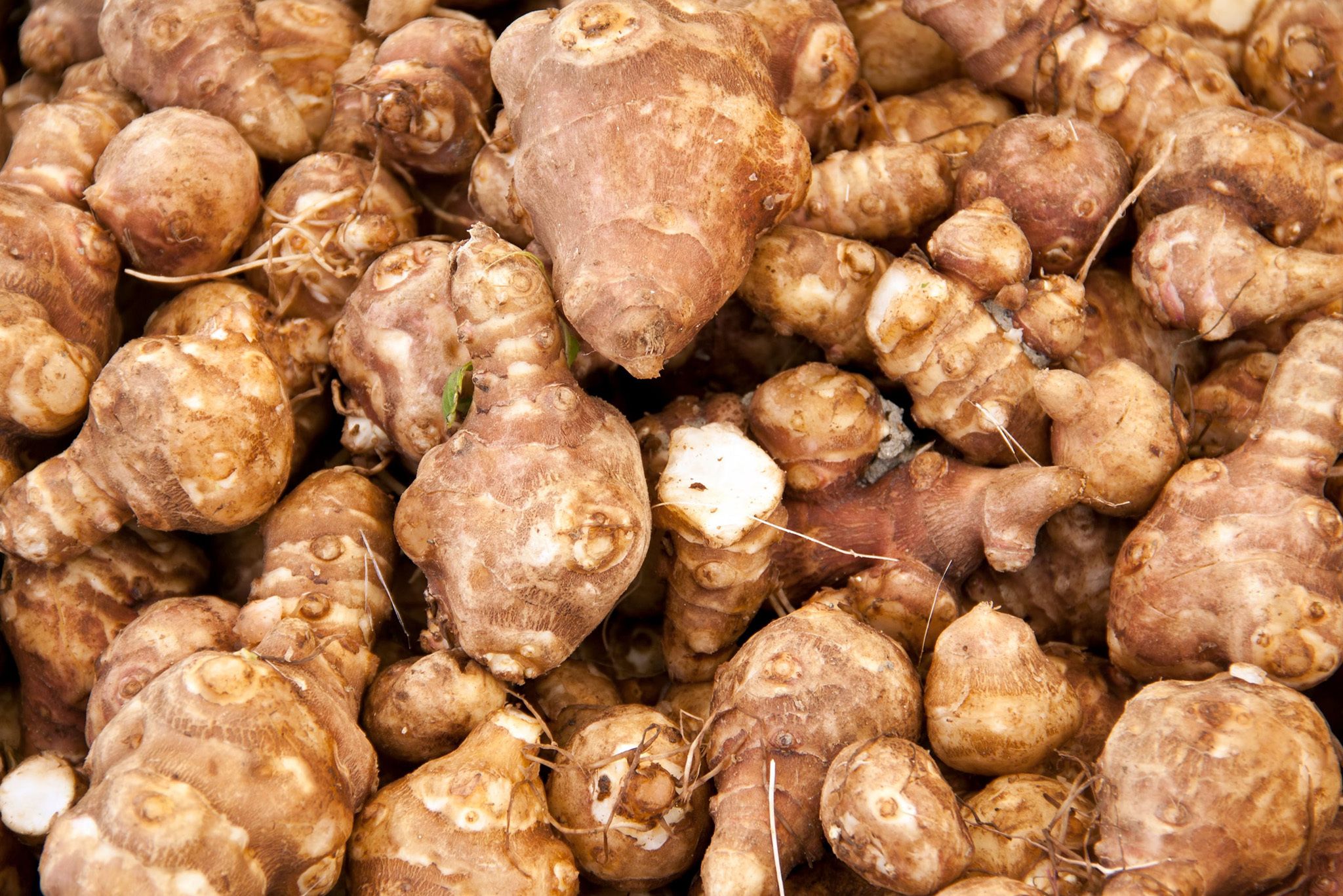 Jerusalem Artichoke Hero