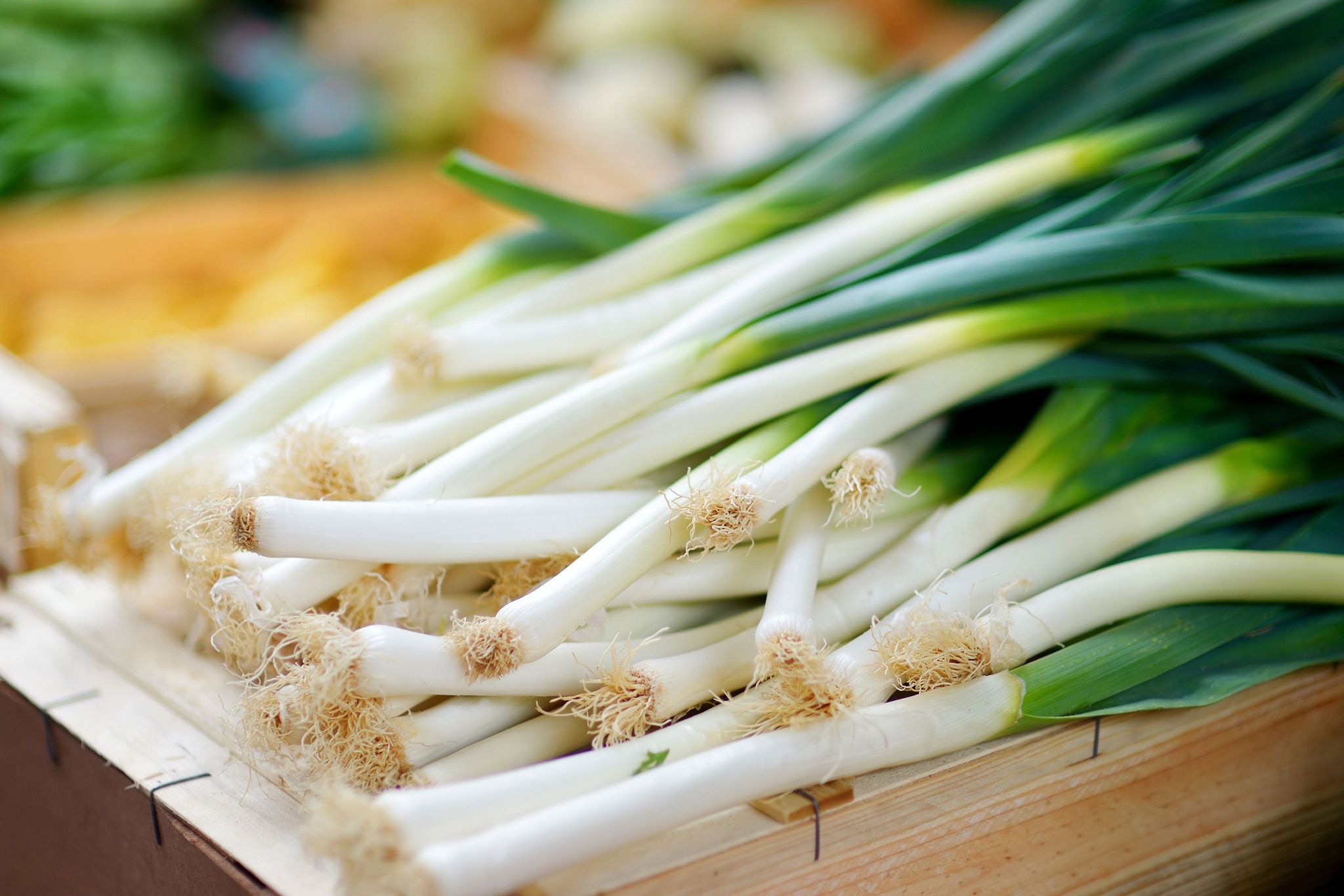 Leeks Green White Mix Hero