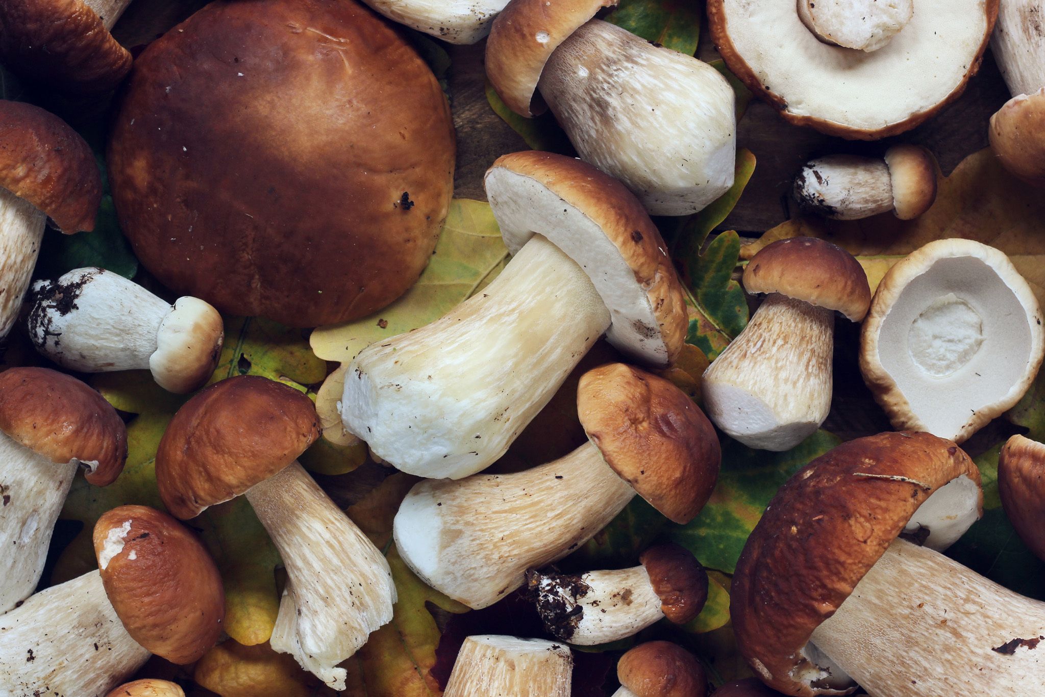 Mushrooms Boletus Luteus Hero