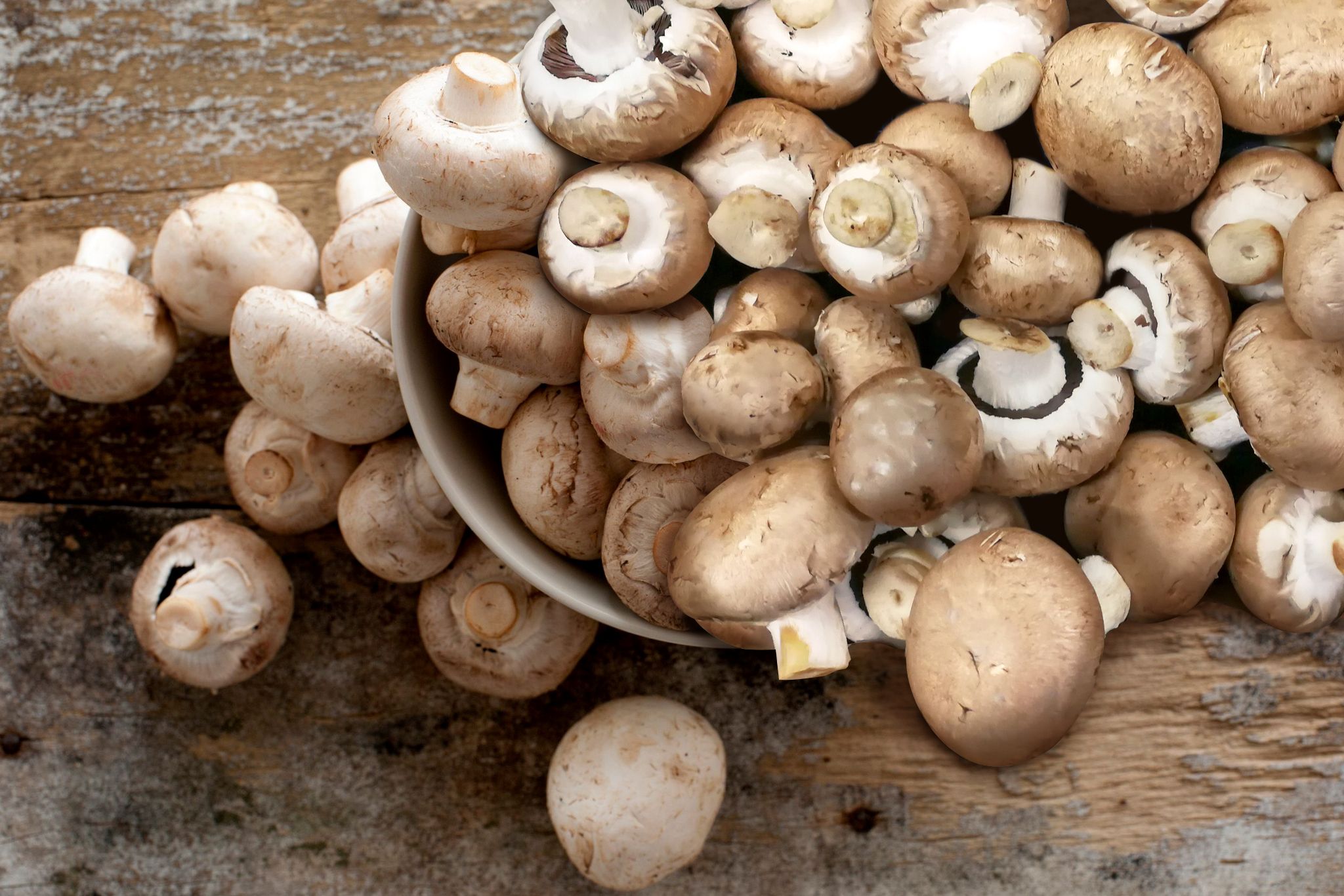 Mushrooms Mixed European Hero R