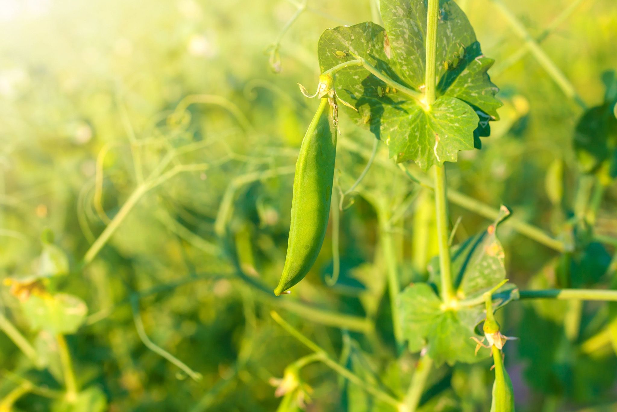 Peas Green Field Hero