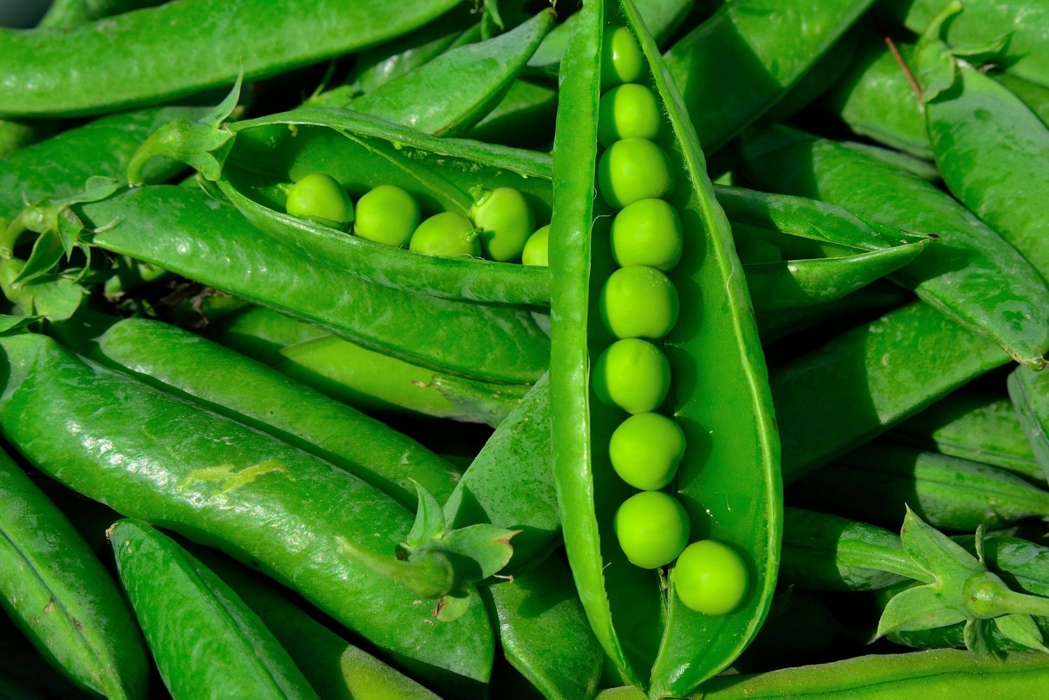 Peas Green Garden Hero